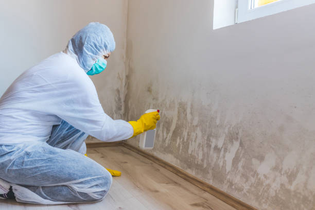 Licensed Basement Mold Remediation service in Merchantville, NJ - WQB Mold Removal