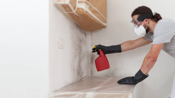 Professional Basement Mold Remediation technician working in Merchantville, NJ