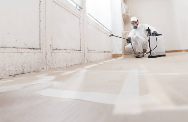 24/7 Emergency Basement Mold Remediation experts in Merchantville, NJ