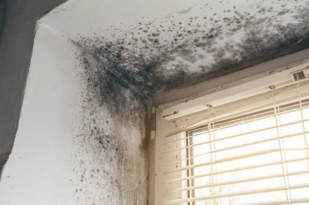 Affordable Basement Mold Remediation solutions in Merchantville, NJ
